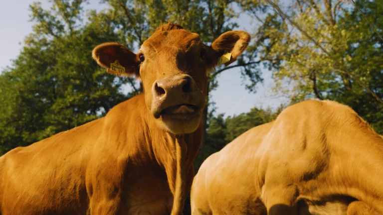 Dokumentation Bauernhof